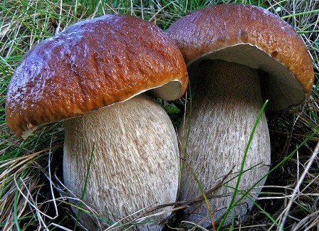 Микофобия