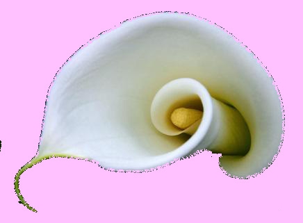 КАЛЛА