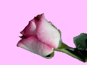 РОЗА