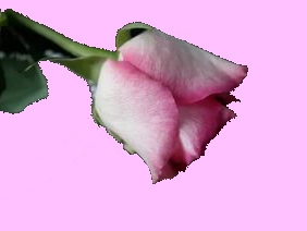РОЗА